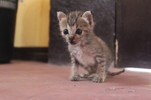 Sugar Beach in Sipalay-016